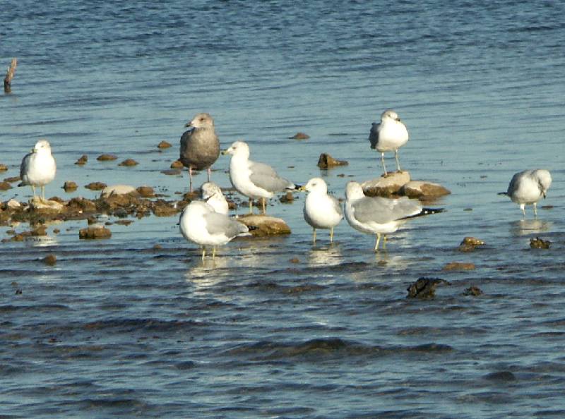 Ring-billed Gulls 